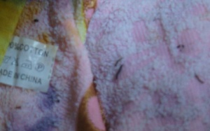 Lấy mẫu sinh trùng nở từ khăn lông 'made in China'