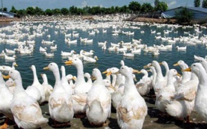 Tiêu hủy khẩn cấp gần 1.000 con vịt nhiễm cúm A/H5N1