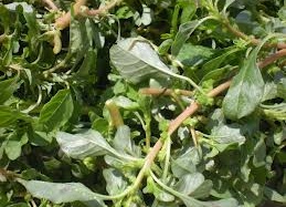 Tiết lộ bất ngờ: Dền cơm trị rắn độc cắn