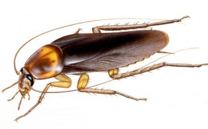 Những nguyên liệu bào chế kháng sinh 'kỳ quặc' nhất