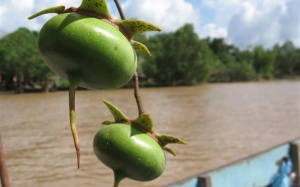 Người đưa mứt trái bần ra thị trường thế giới