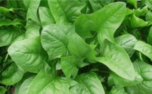 Cải bó xôi: Tốt nhưng... còn tùy