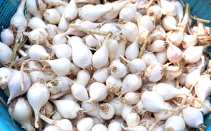 Tỏi mồ côi Lý Sơn: Hiếm nên được giá