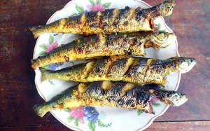 Nao nức mùa cá chuồn đất Quảng