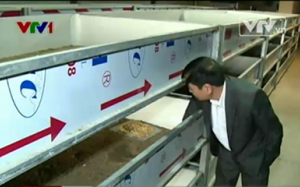 Bộ NN&PTNT: Cấm nhập khẩu và nuôi gián đất