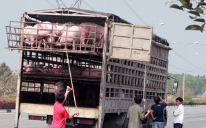 TP. HCM: Bắt 2 xe tải vứt heo chết xuống đường