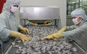 VASEP đề nghị kiểm soát chặt kháng sinh trong tôm