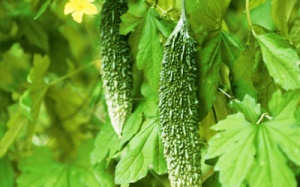 Mướp đắng - ăn hàng ngày thay thuốc quý