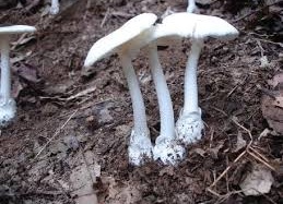 4 bệnh nhân ngộ độc nấm đã tử vong