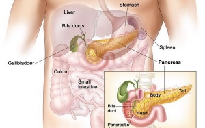 Bỉ:  phát hiện 1.300 trường hợp ung thư tụy mỗi năm