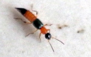 Cần Thơ: Kiến ba khoang tấn công người