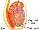 Tìm hiểu về các dạng ung thư tinh hoàn