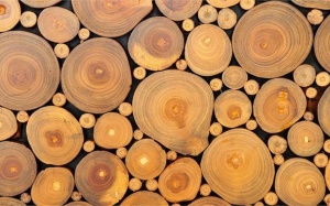 Tìm ra cách biến gỗ thành thức ăn