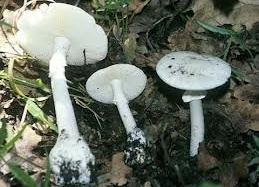 Vụ ngộ độc nấm tại Thái Nguyên và Tuyên Quang: 7 bệnh nhân đã tử vong