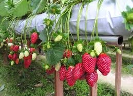 Dâu tây đâu chỉ để... ăn