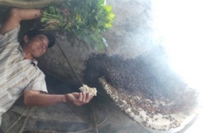 Một lần theo 'vua bò cạp' đi săn mật ong