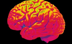 Tìm ra gene khiến trẻ có chỉ số thông minh IQ thấp