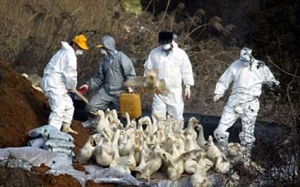 Hàn Quốc: Cúm gia cầm lây sang chó