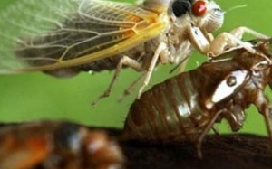 Hứng… chất thải của ve để trị bệnh