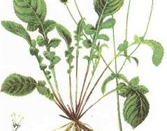 Bài thuốc giảm rắc rối khi mang thai