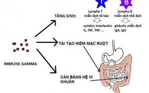 ImmuneGamma: Miễn dịch tự nhiên cho cơ thể