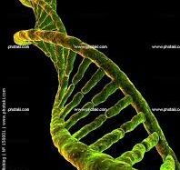 Béo phì là tại... gien