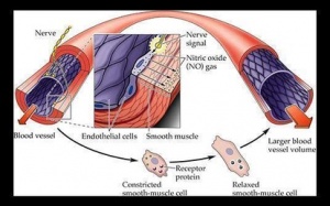 Vì sao cần bổ sung oxid nitric?
