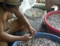 Người Việt đầu độc nhau