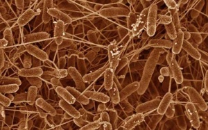 Hé lộ bí ẩn vi khuẩn kháng thuốc