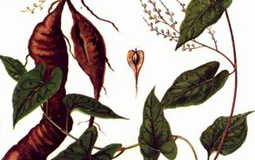 Trị chứng rụng tóc theo bài thuốc cổ truyền