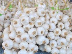 Tịch thu trên 200 kg tỏi giả thương hiệu Lý Sơn