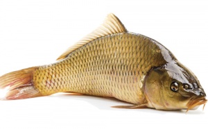 Chế độ ăn uống phù hợp cho người bị ung thư