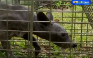 Sự thật về sinh vật hút máu trong truyền thuyết ở Texas