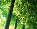 Góc tâm hồn