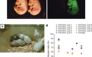 Thông tin mới về vụ 'đạo' nghiên cứu tế bào gốc STAP