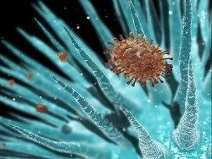 Tìm ra cơ chế 'trốn tránh' của virus cúm A