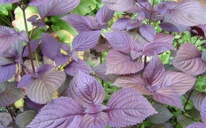 Những công dụng tuyệt vời của tía tô