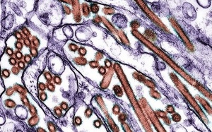 Phát hiện 5 đột biến gene ở H5N1 quyết định sự lây lan