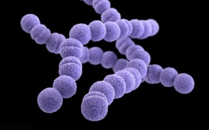 Vì sao vi khuẩn 'ăn thịt người' phát triển nhanh?