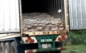 Quảng Trị: Phát hiện xe container chở 25 tấn 'cá thối'