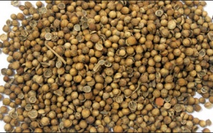 “Hạt mùi chỉ giúp bệnh sởi mọc nhanh hơn”