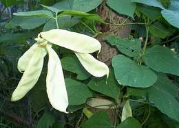 Hoa đậu ván trắng: Món ăn ngon, bài thuốc quý