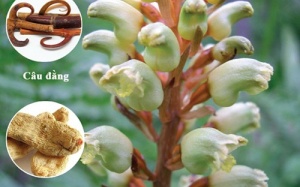 Vị thuốc quý điều trị bệnh run