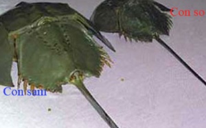 Cục ATTP yêu cầu Sở Y tế Bạc Liêu làm rõ vụ ngộ độc Sam biển