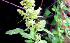 Rau muối chữa bệnh