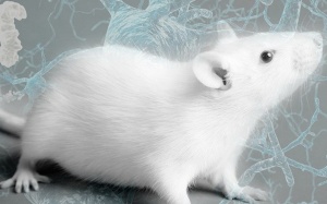 Hy vọng mới khôi phục trí nhớ ở bệnh nhân Alzheimer