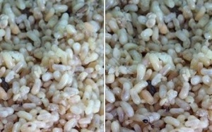 Dân Hà Thành 'lùng' trứng kiến gai đen