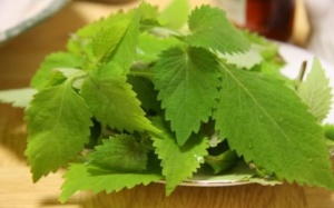 Rau kinh giới điều trị sởi hiệu nghiệm