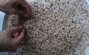 Có thể rước họa vì “mốt” ăn côn trùng?