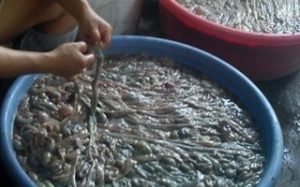 Thực hư lòng thối, bã phân lợn thành thuốc chữa bệnh?